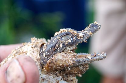 Baby crocodile