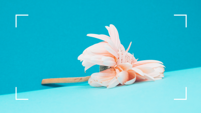 wilted flower on bright background