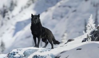 Black wolf in Call of the Wild
