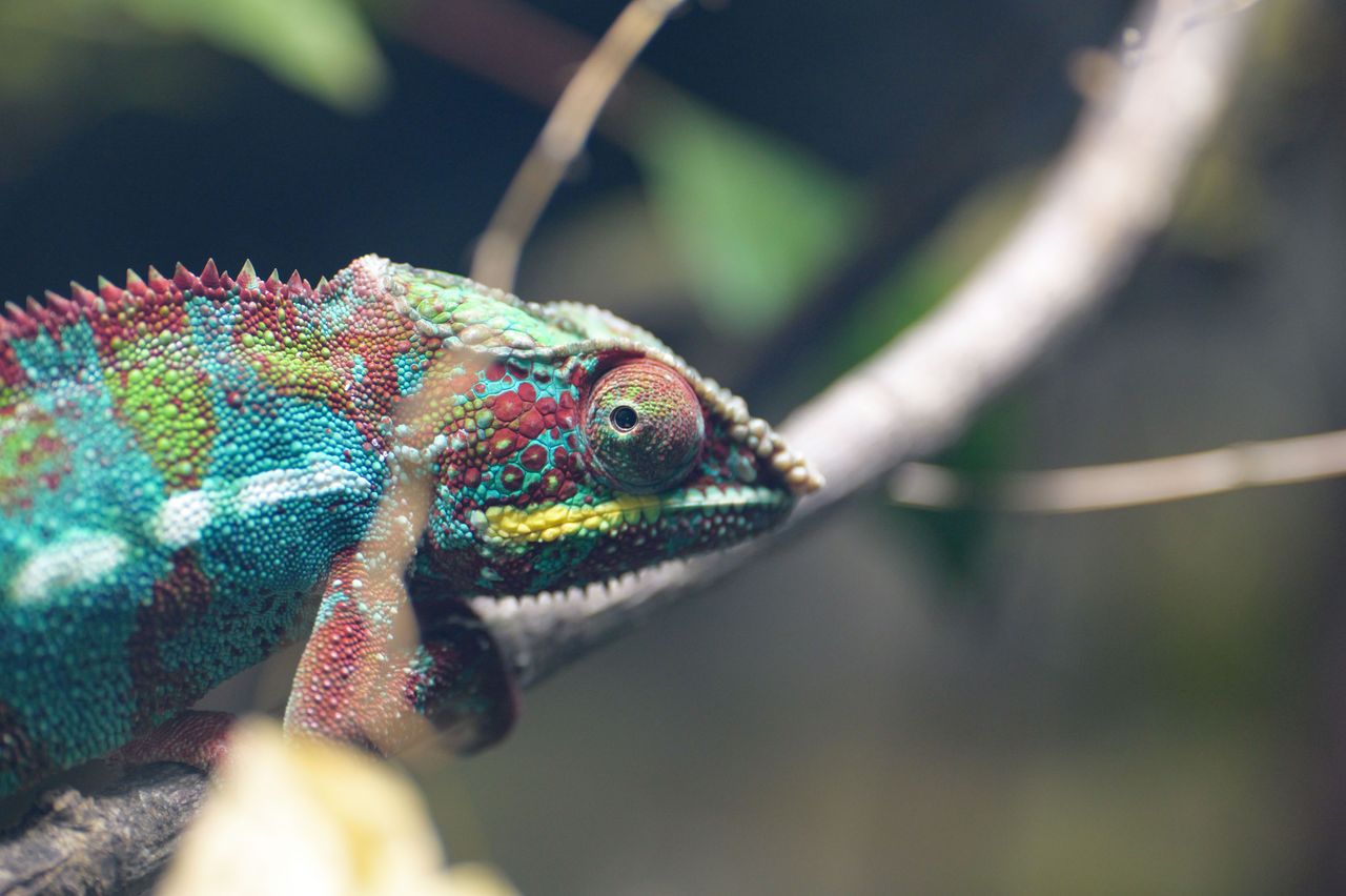 Chameleon sitting on a tree branch
