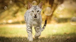 Cat chasing bubbles outside