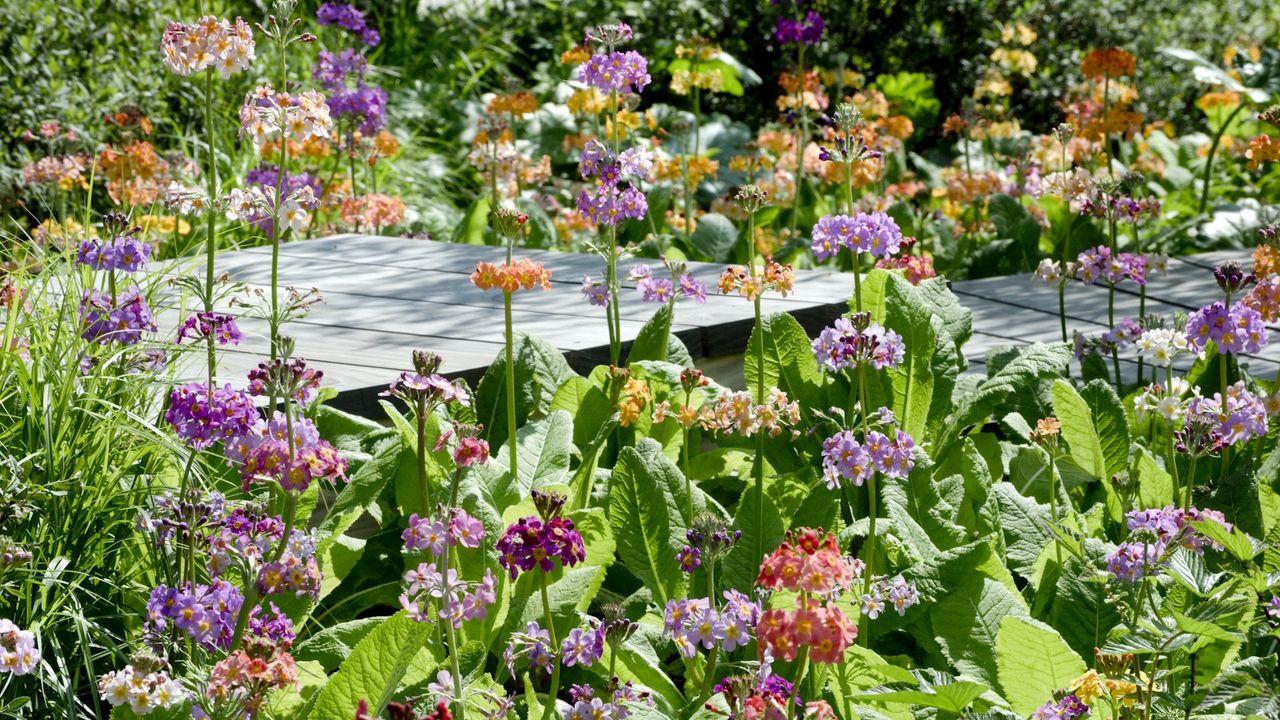 Colorful blooms of candelabra primulas, opening in shades of pink, red and orange, seen at the RHS Chelsea Flower Show 2024