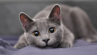 Russian Blue cat