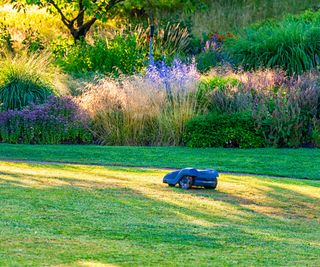 A robot mower in a garden in the morning