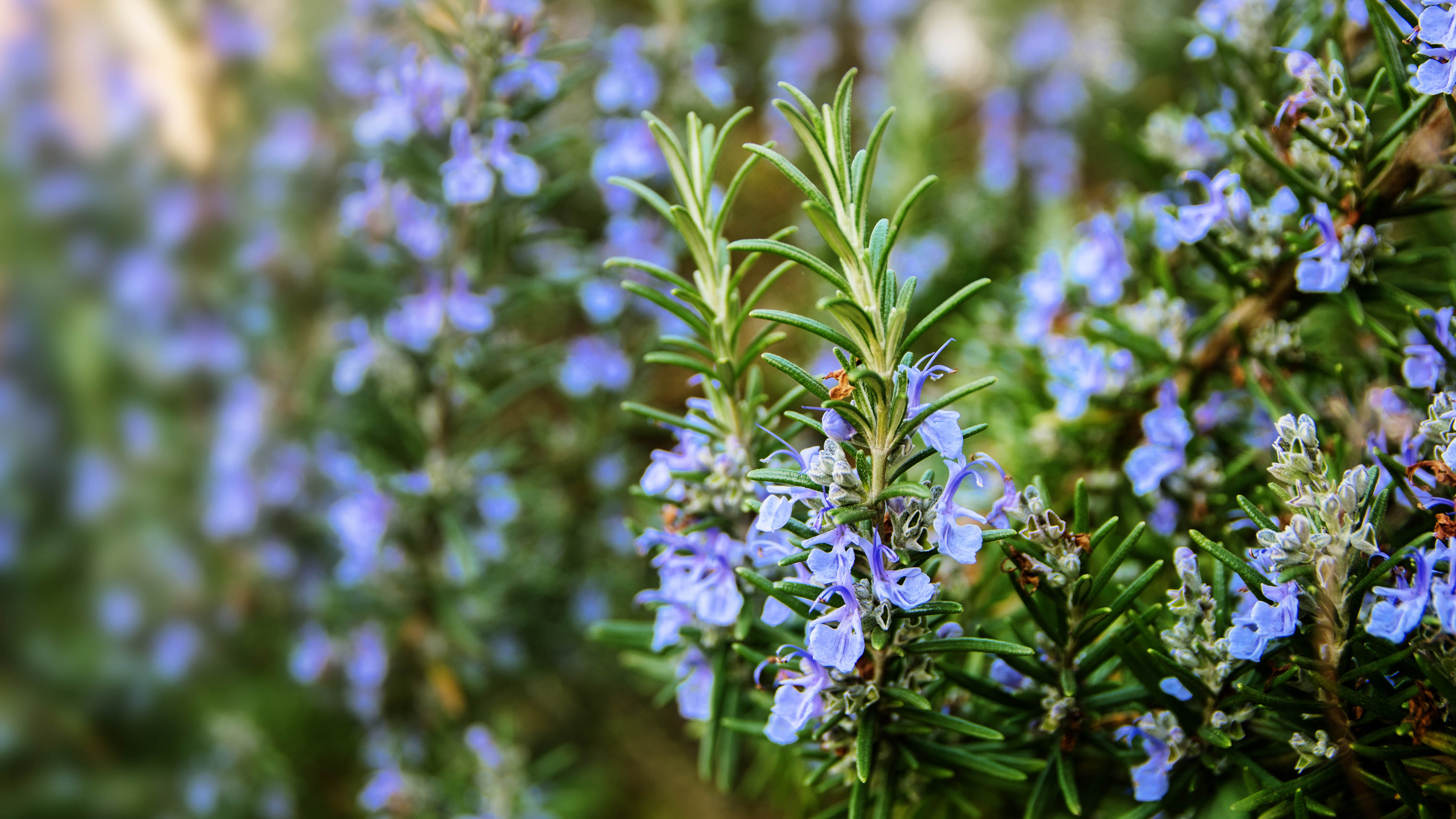 Rosemary