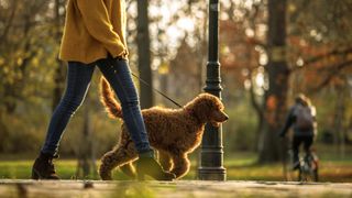 Image of woman walking her dog on a lead through a park on an autumn day