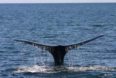 right-whale-tail-100707-02