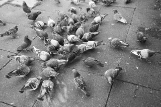 Flock of pigeons shot in black and white