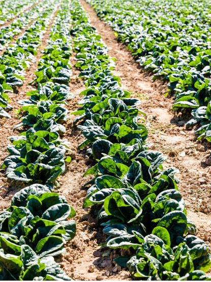 Rows Of Green Crops In A Field