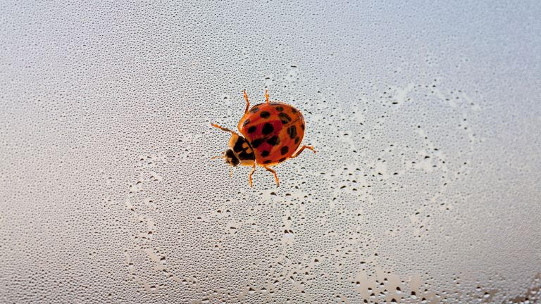 A single black spotted on red ladybird walking on a window covered in condensation and leaving a small trail