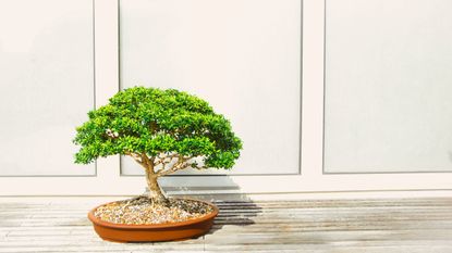 Lush bonsai tree on a deck