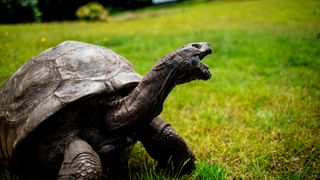 Jonathan the oldest tortoise ever on Saint Helena, part of a British Overseas Territory in the South Atlantic Ocean.