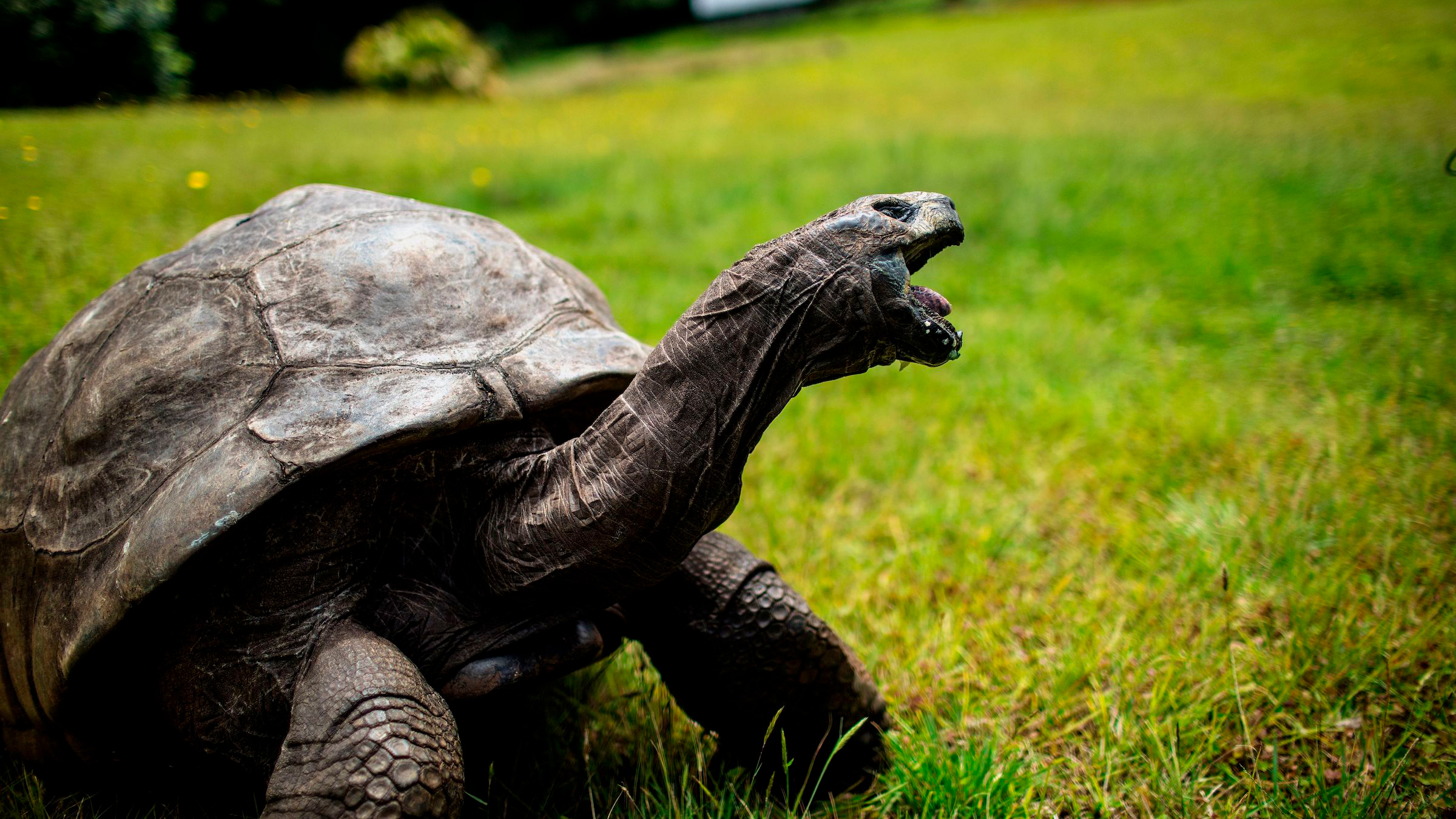 A 2017 photo of Jonathan, a Seychelles giant tortoise thought to be the oldest reptile living on Earth. Jonathan lives on Saint Helena, a British Overseas Territory in the South Atlantic Ocean.