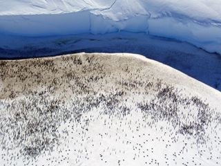 A new emperor penguin colony in Antarctica observed by helicopter.