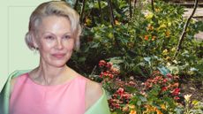picture of edible garden in autumn with a cut out image of pamela anderson over top