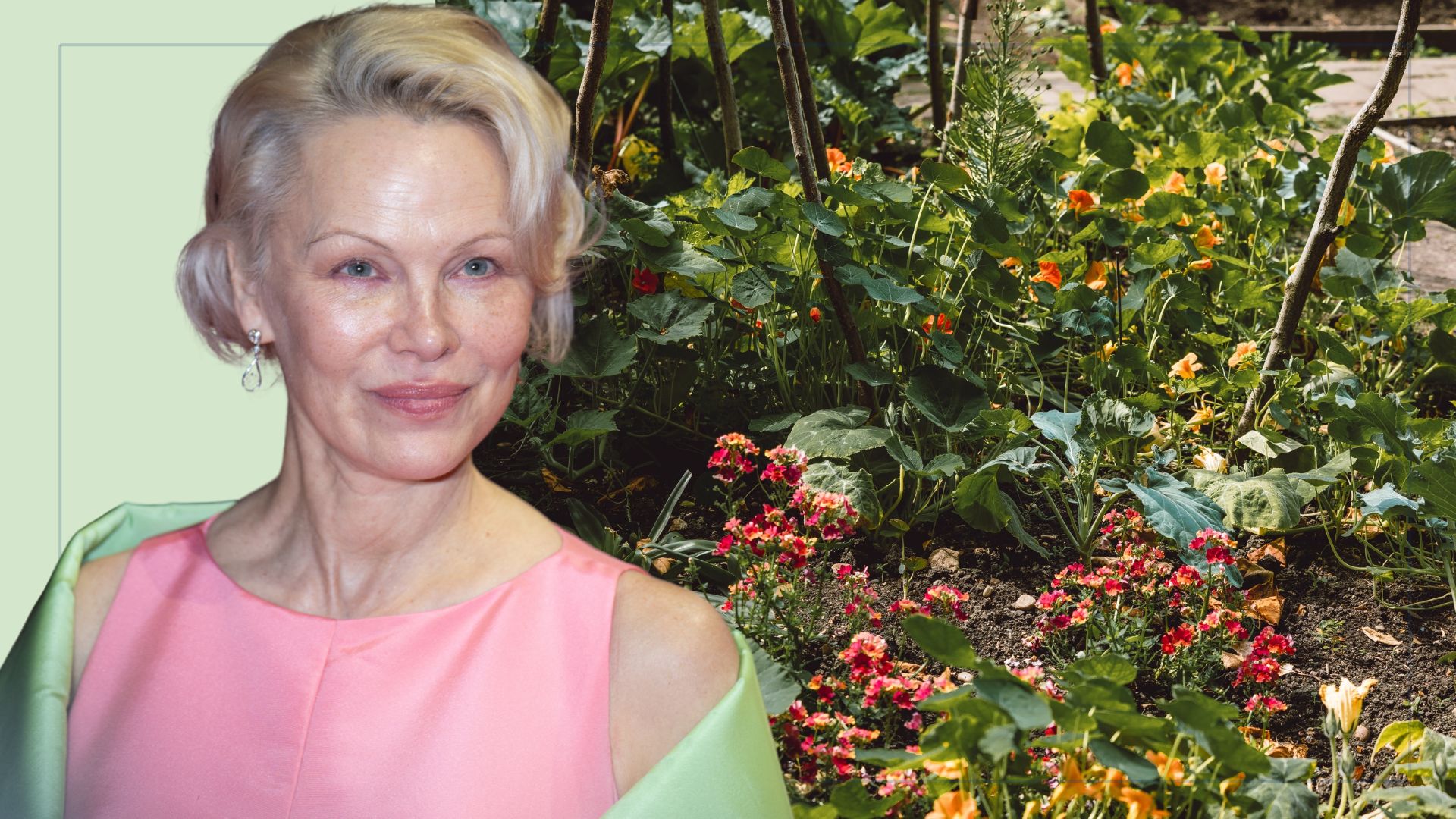 picture of edible garden in autumn with a cut out image of pamela anderson over top