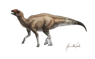 Like other hadrosaurs, or duck-billed dinosaurs, Aquilarhinus had a bony crest on its skull. However, this dino had unique, shovel-like jaws.