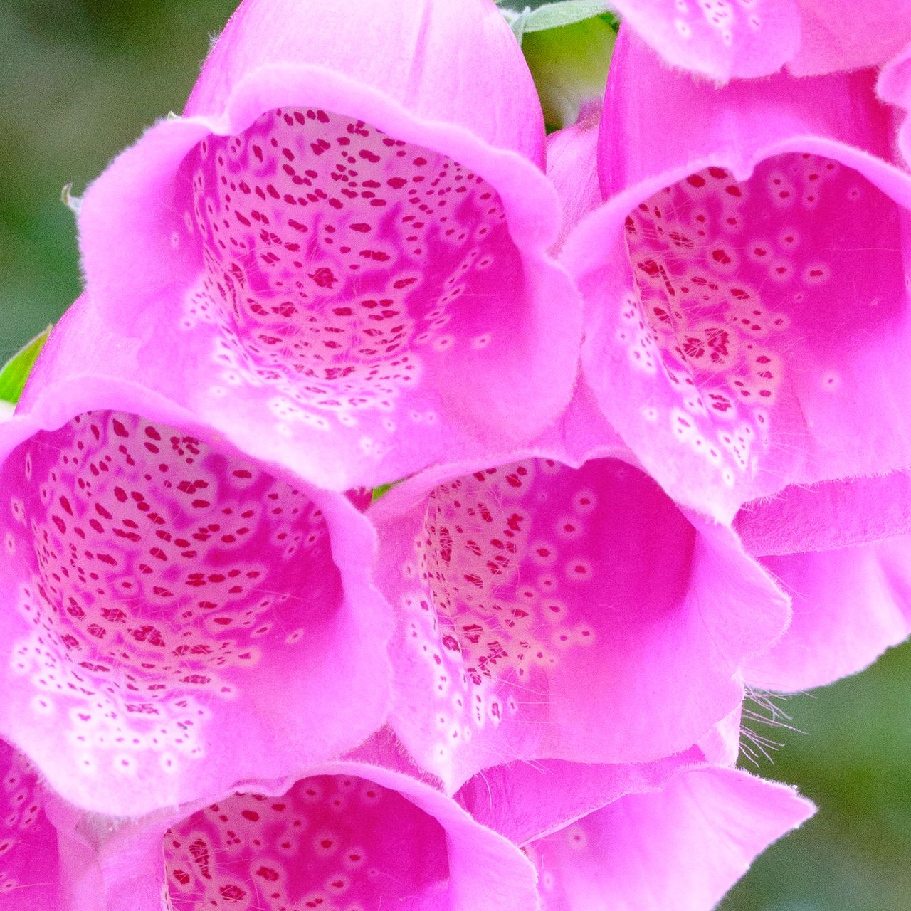 A photo of a pink foxglove flower