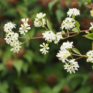 Heptacodium Miconioides