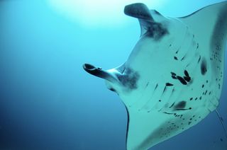 baby manta ray dancing