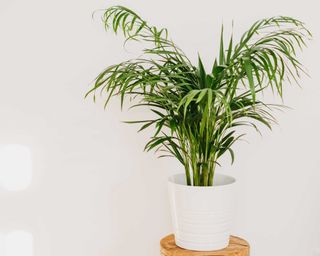 areca palm houseplant in white pot