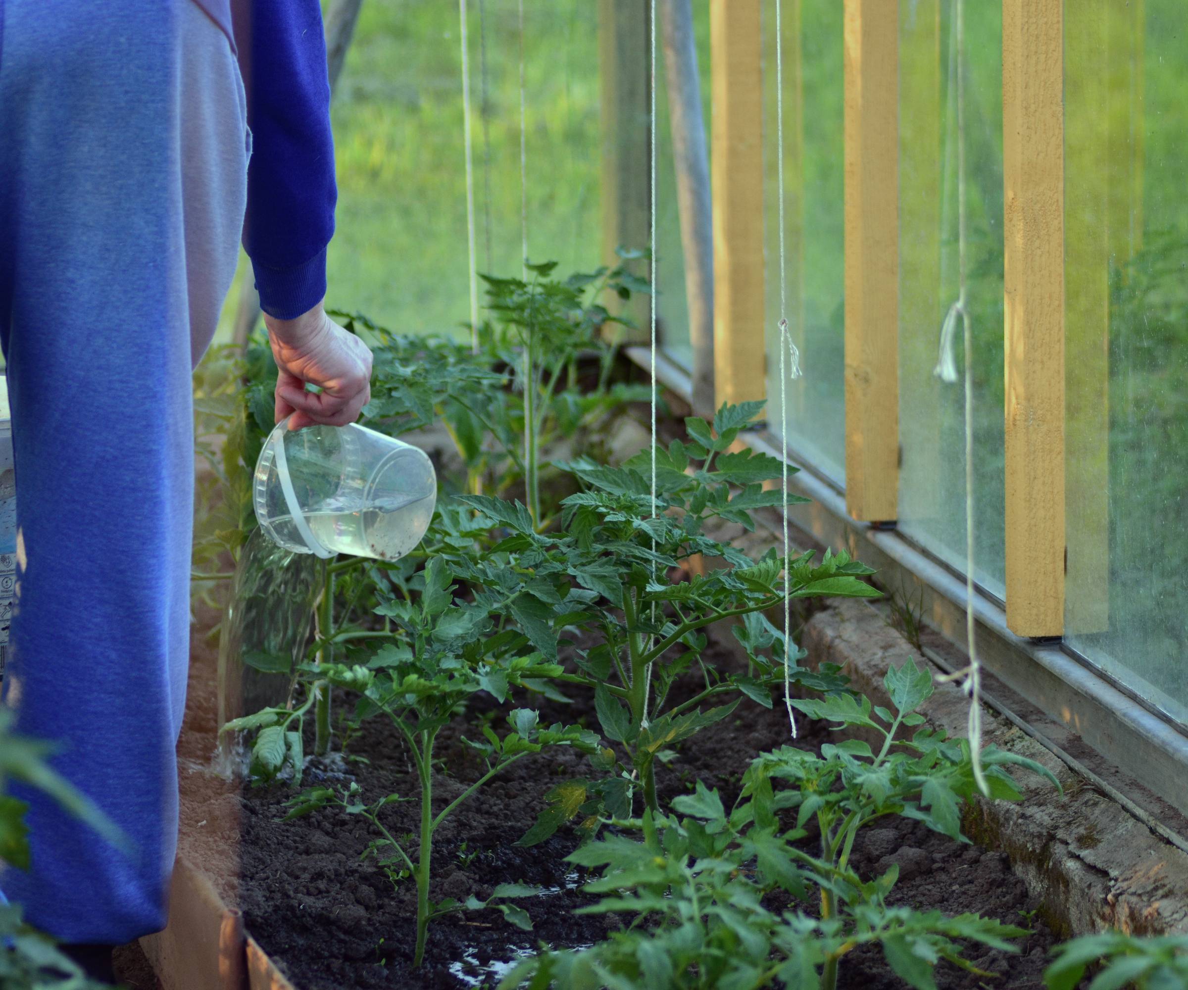 A gardener&#039;s hand watering tomato plants in a greenhouse