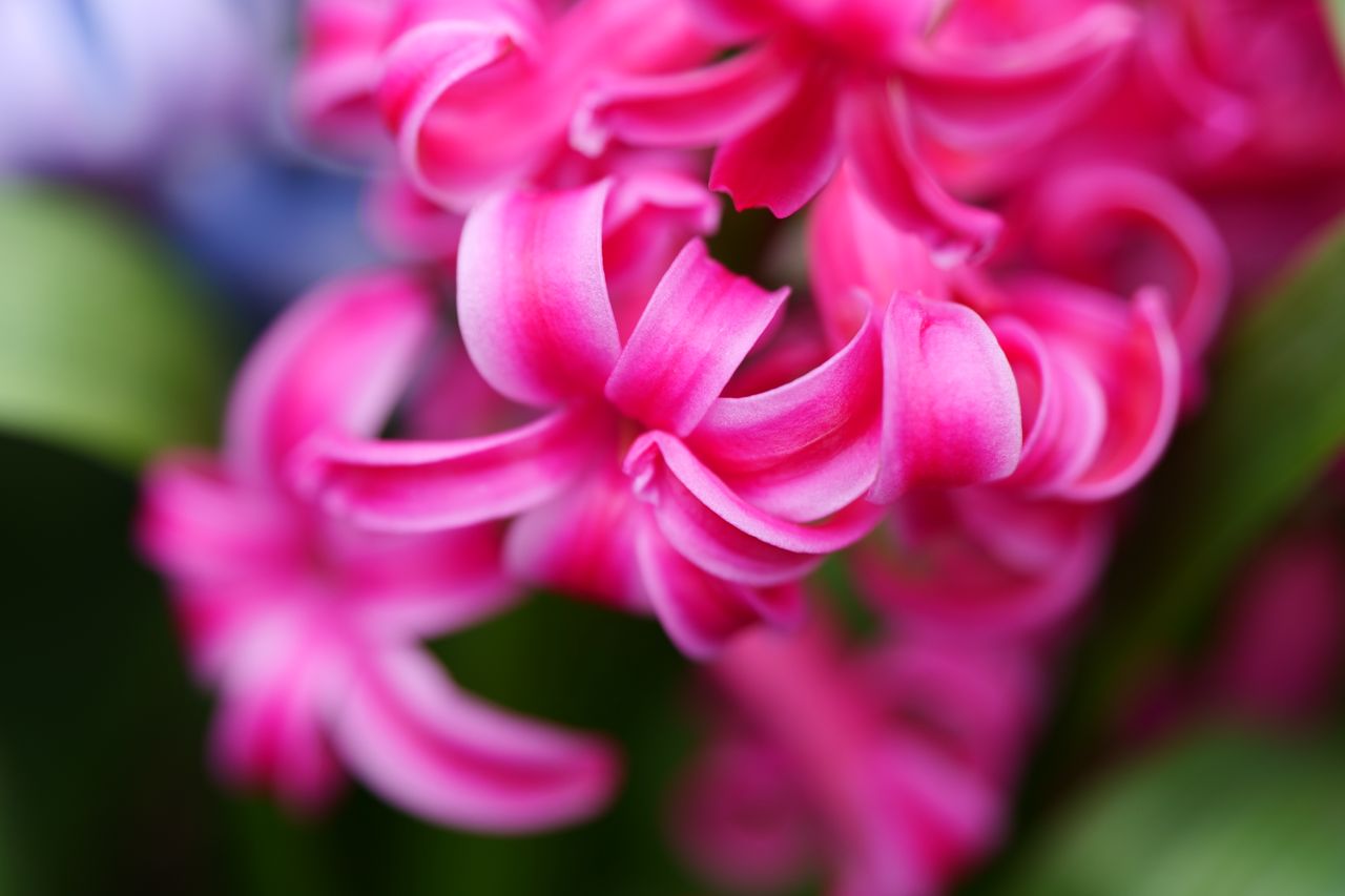 Panasonic S1 with Lumix S 24-105mm f/4 Macro O.I.S. at 105mm, f/4, 1/125sec, ISO320, Vivid Photo Style.