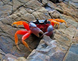 Brilliantly colored land crabs are abundant near the Liquid Jungle Lab in Panama.