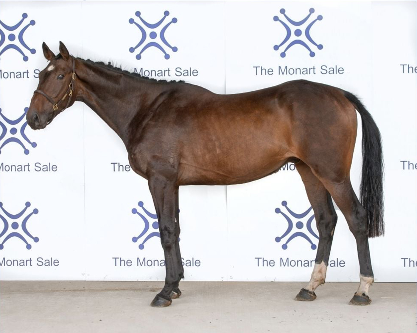 Monart Sale 2020 top lot Kilbunny Blue Bird