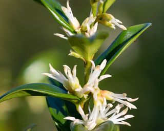 what to plant in December Sarcococca confusa