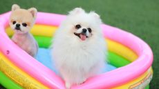 Two small dogs in multicolored plastic paddling pool