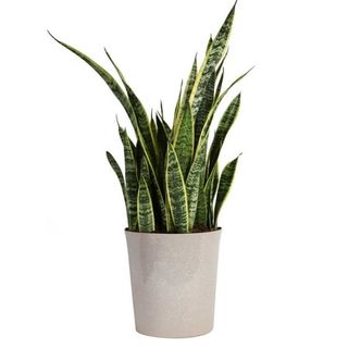 Costa Farms Live 30-Inch Tall, Easy to Grow Snake Plant, Sansevieria Grower's Choice, Bright Indirect Sunlight, Indoor House or Office Floor Plant, in 8.75-Inch Décor Pot