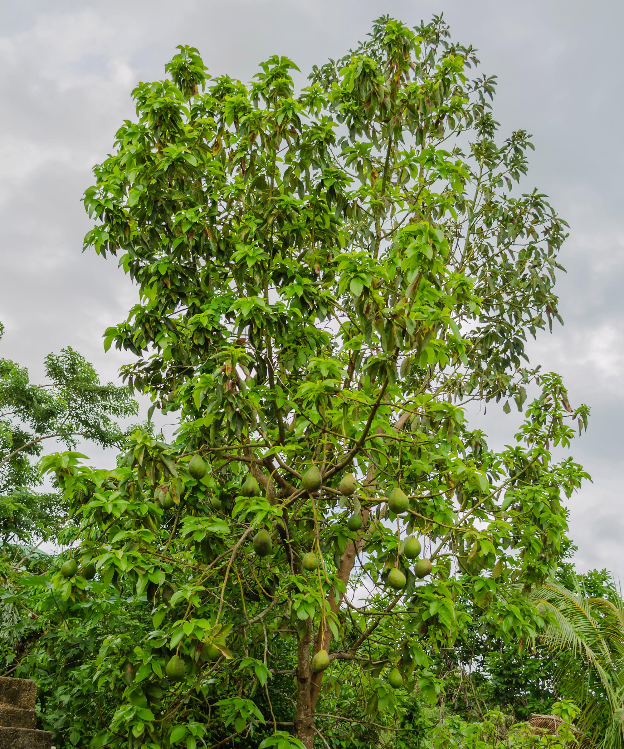 Avocado pear unripe and hanging from tree