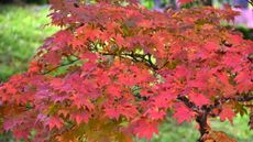 Red foliage of a Japanese maple tree in a garden
