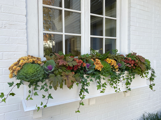 Fall window box using ornamental cabbage