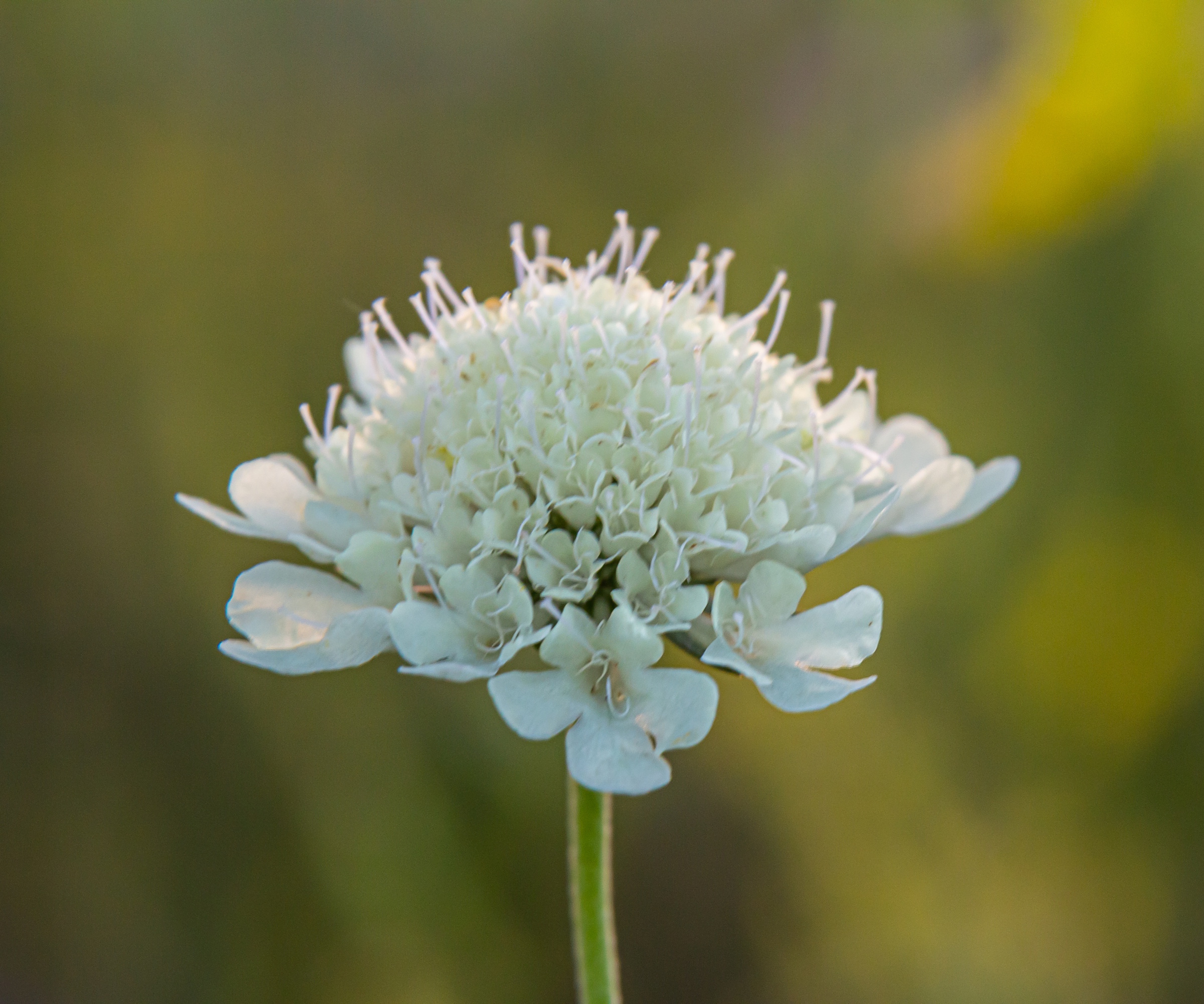 White scabious flower