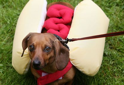 Sausage-dog-costume