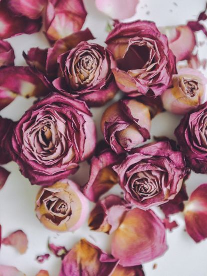 Dried Red Roses