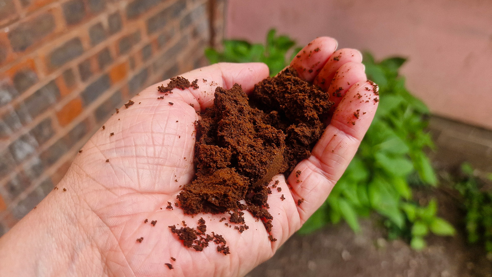 Used coffee puck in hand