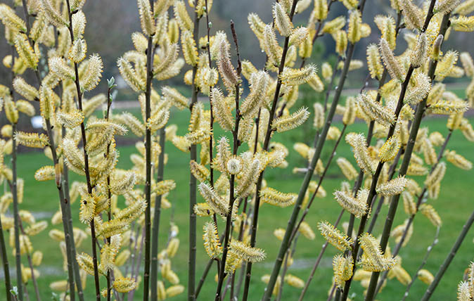 A willow known as Salix hookeriana - aka Dune willow catkins