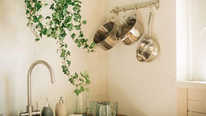 Stainless steel cookware in kitchen with trailing houseplants