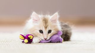 Norwegian Forest cat playing with toy