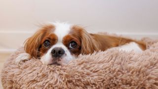 cavalier king charles spaniel on a fluffy dog bed