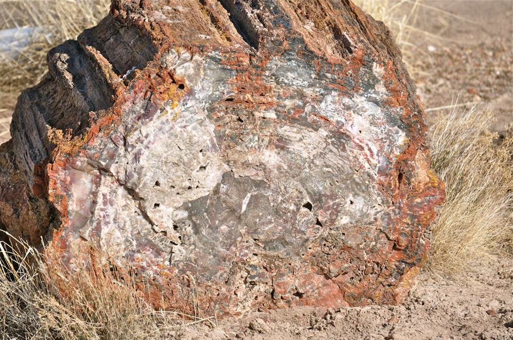 petrified forest national park, fossils