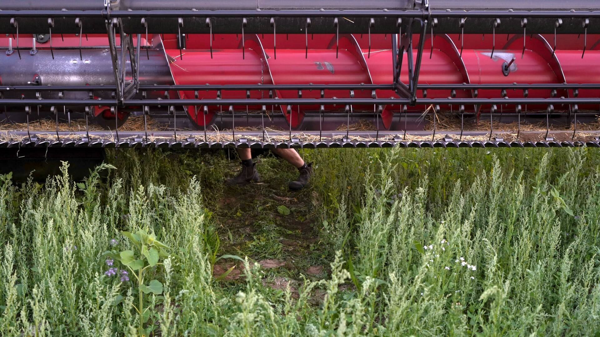 mans legs in combine harvester blades