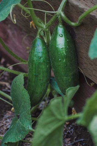cucumber growing on a plant
