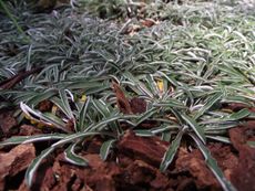 Dymondia Silver Carpet Plant Over Mulch