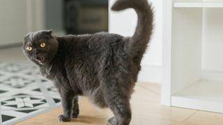 a grey cat with gold eyes meows and looks into the camera