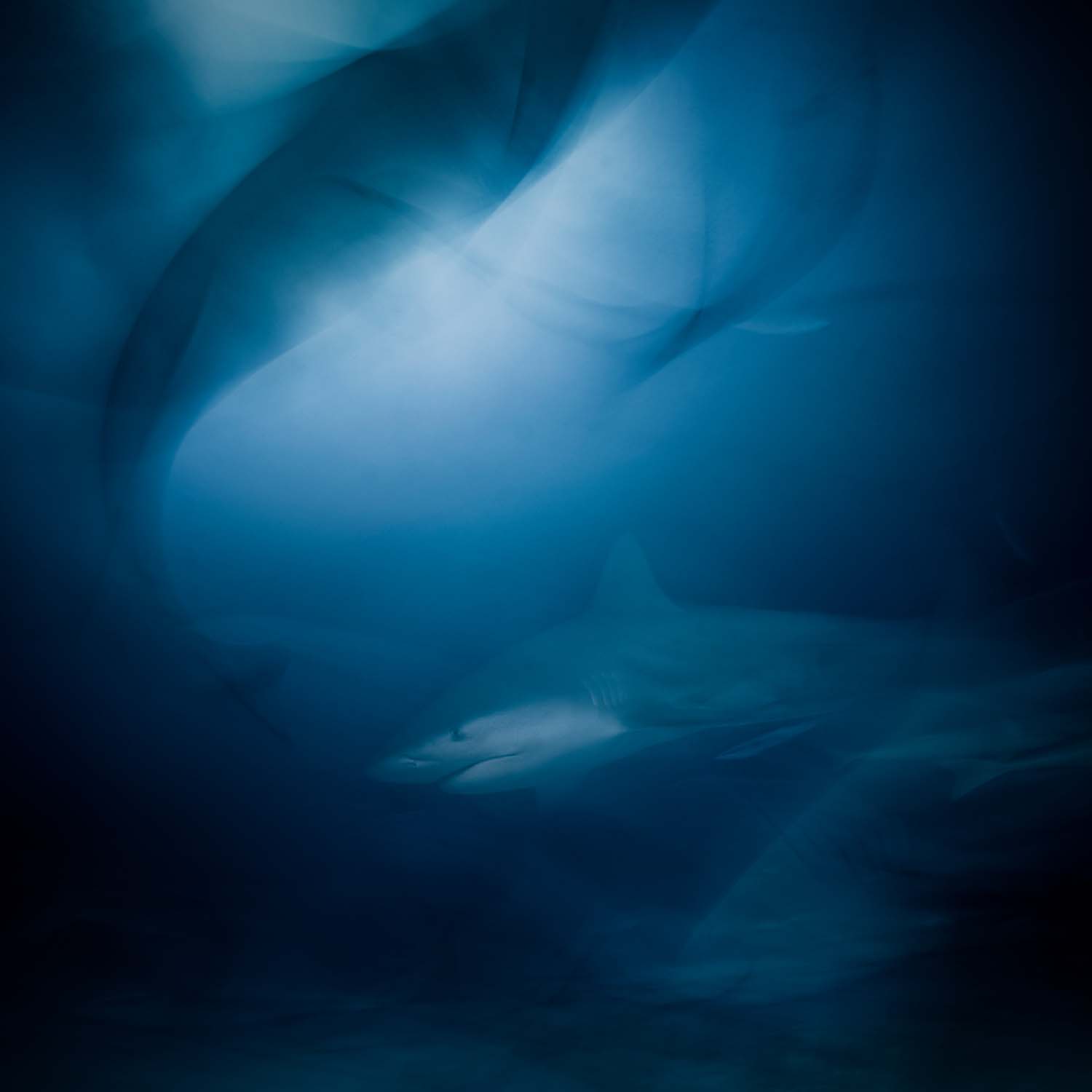 European Wildlife Photographer of the Year Award 2022