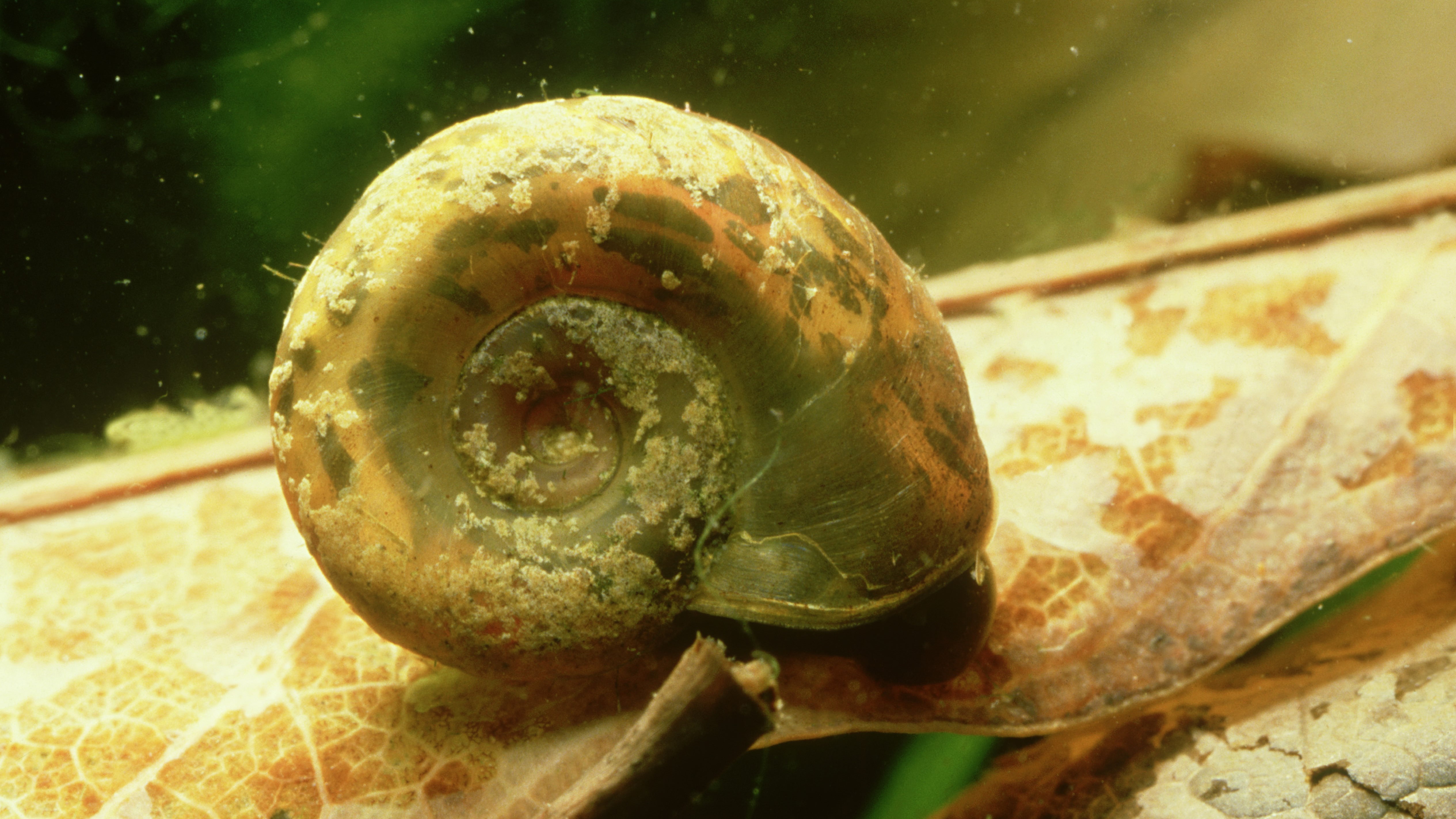 Biomphalaria pfeifferi, a freshwater snail that can carry a parasite deadly to humans, underwater on a leaf